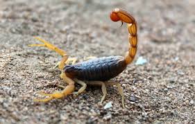 Preventing and Dealing with Scorpion Infestations in Texas Homes